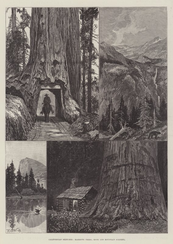 Esboços Californianos, Árvores Mamute, Cenário De Montanhas Rochosas de Richard Caton Woodville junior