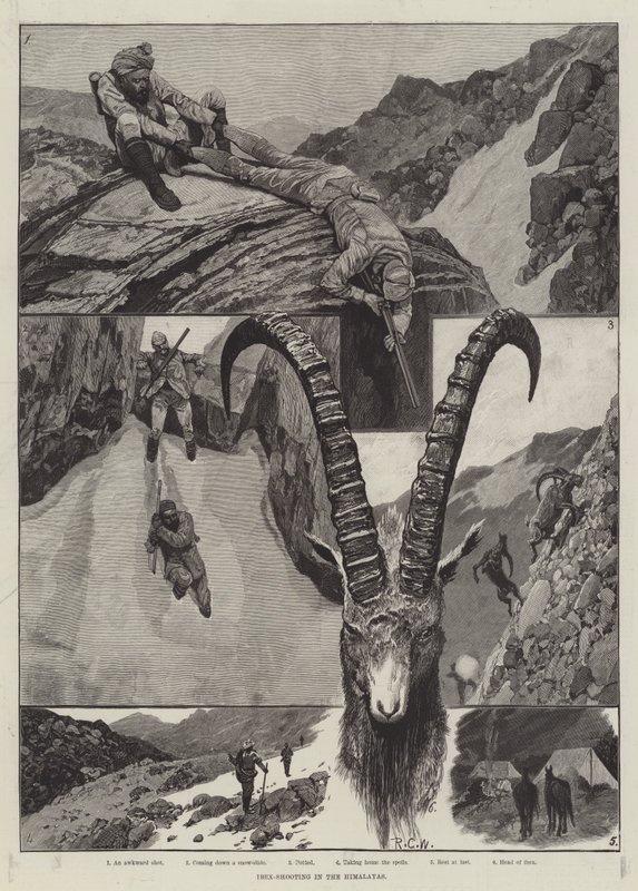Ibex-tiro na gravura do Himalaia de Richard Caton Woodville junior