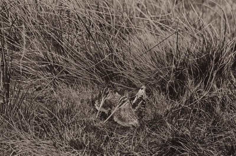 Snipes cobrindo jovens (foto p/b) de Richard and Cherry Kearton