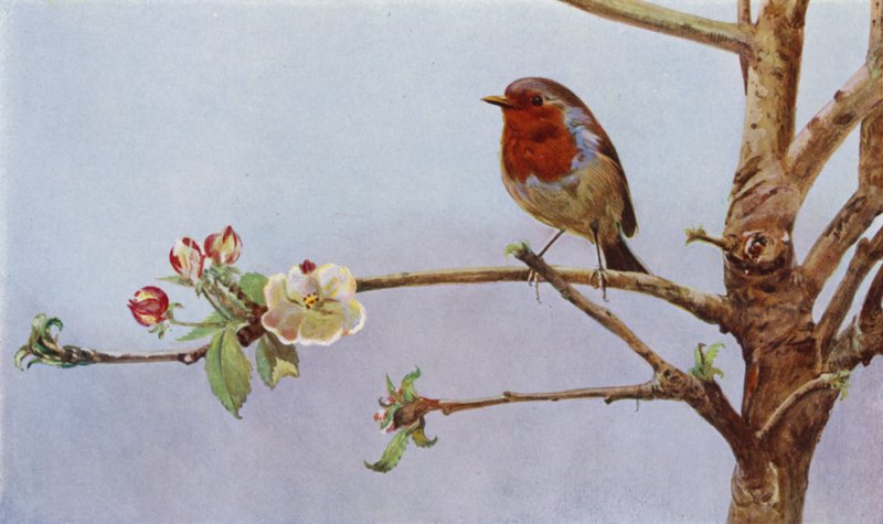 O robin (foto) de Richard and Cherry Kearton