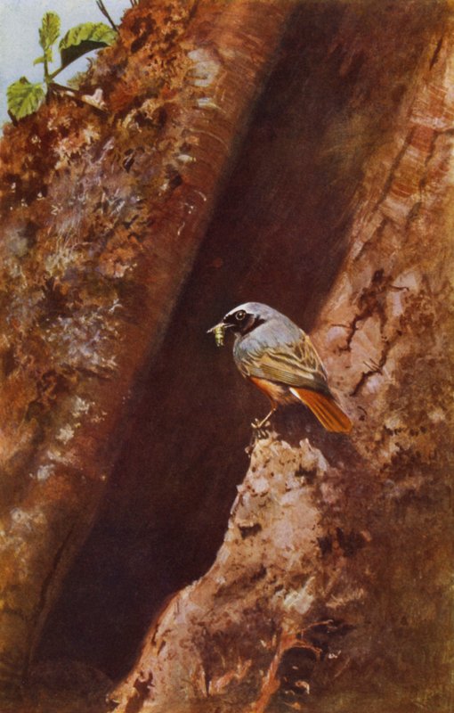 Redstart masculino (foto) de Richard and Cherry Kearton