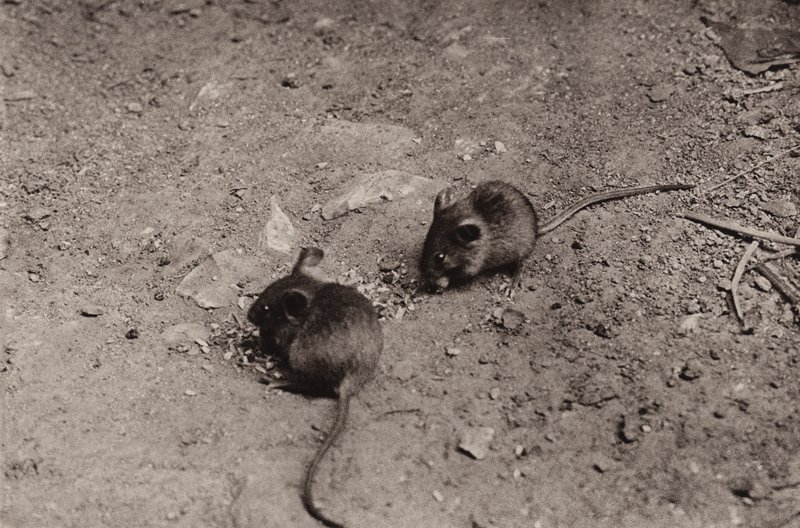 Ratos ao jantar (foto a p/b) de Richard and Cherry Kearton