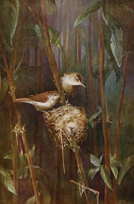 Toutinegras de junco (foto) de Richard and Cherry Kearton