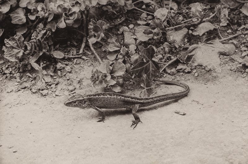 Lagarto de areia (foto a p/b) de Richard and Cherry Kearton