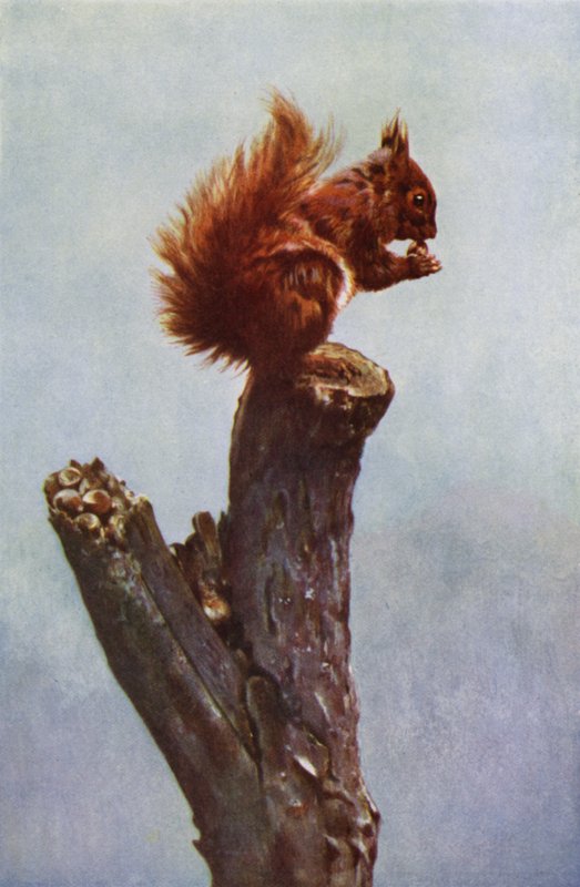 O esquilo (foto) de Richard and Cherry Kearton