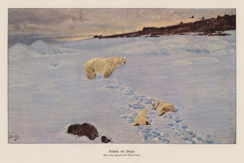 Urso polar e crias (litografia a cores) de Richard Friese