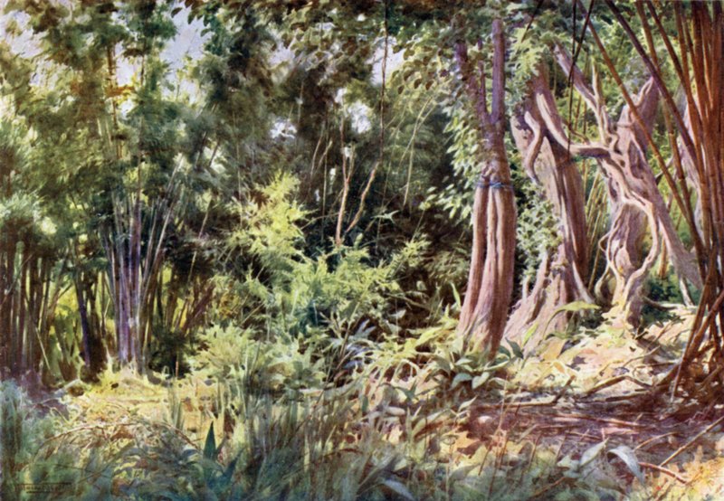 Selva em Delanchoon de Robert George Talbot Kelly