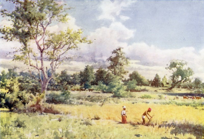 Esfregue a Selva de Robert George Talbot Kelly