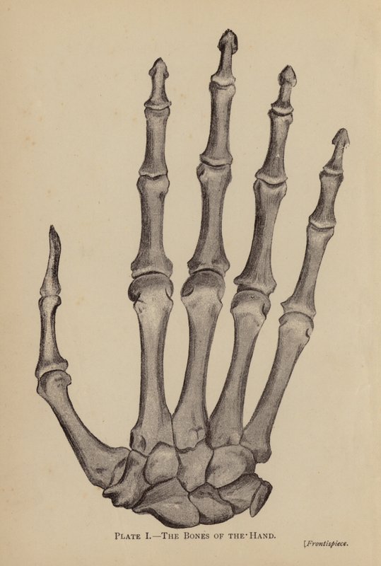 Os Ossos da Mão (litho) de Rosamund Brunel Horsley Gotch