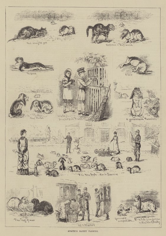 Amador Rabbit Farming de S.T. Dadd