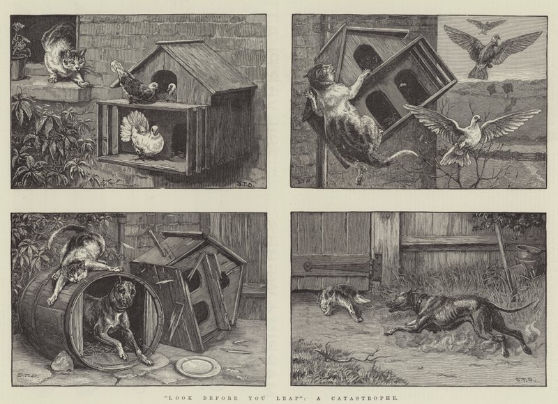 Olhe antes de você pular, uma catástrofe de S.T. Dadd