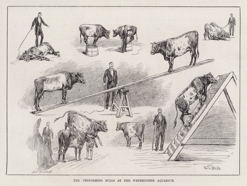 Os Touros de Actuação no Aquário de Westminster (gravura) de S. T. Dadd
