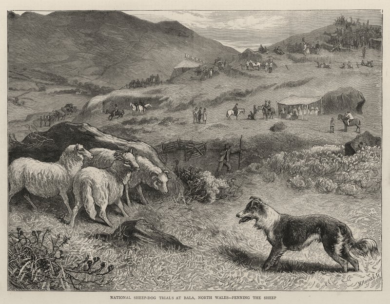 National Sheep-Dog Trials em Bala, North Wales, Penning the Sheep de Samuel Edmund Waller