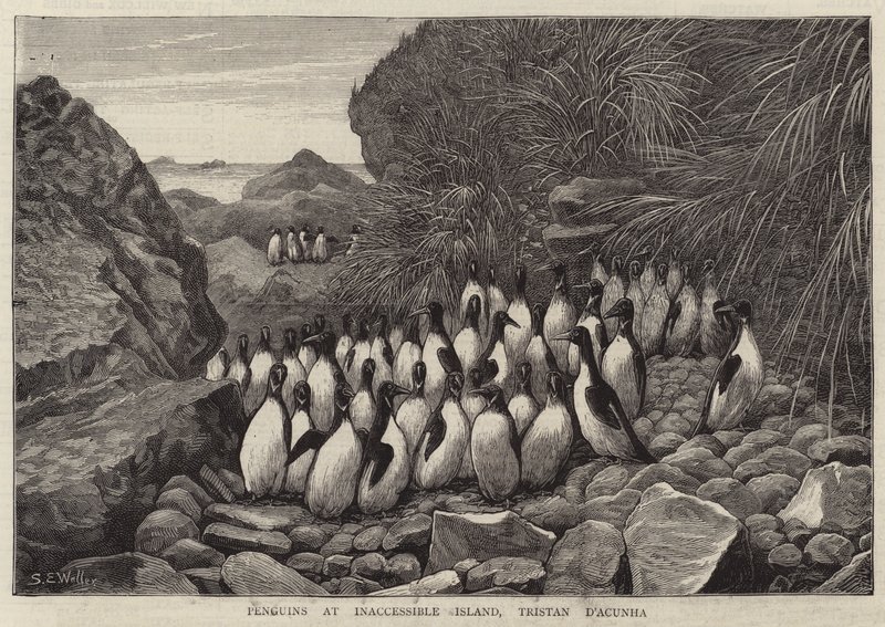 Pinguins na Ilha Inacessível, Tristan D&39;Acunha de Samuel Edmund Waller