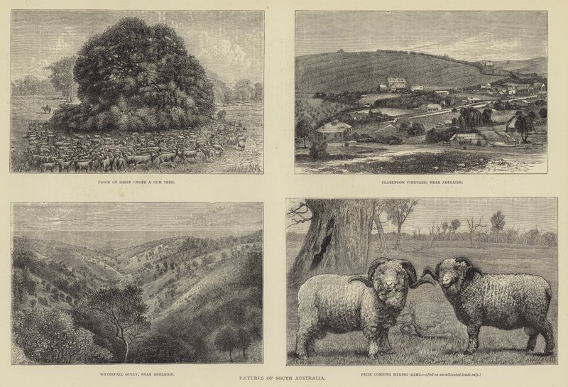 Fotos de Austrália do Sul de Samuel Edmund Waller