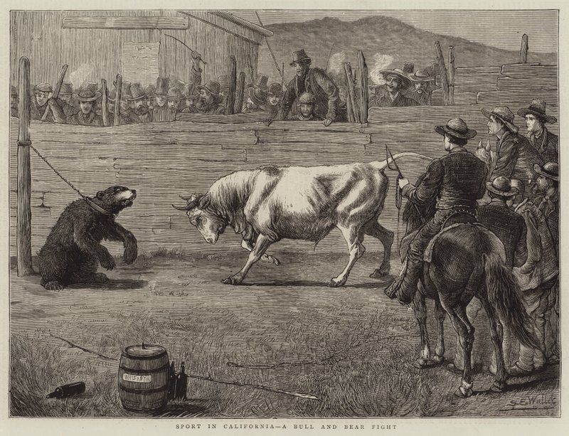 Esporte na Califórnia, uma luta de touro e urso de Samuel Edmund Waller