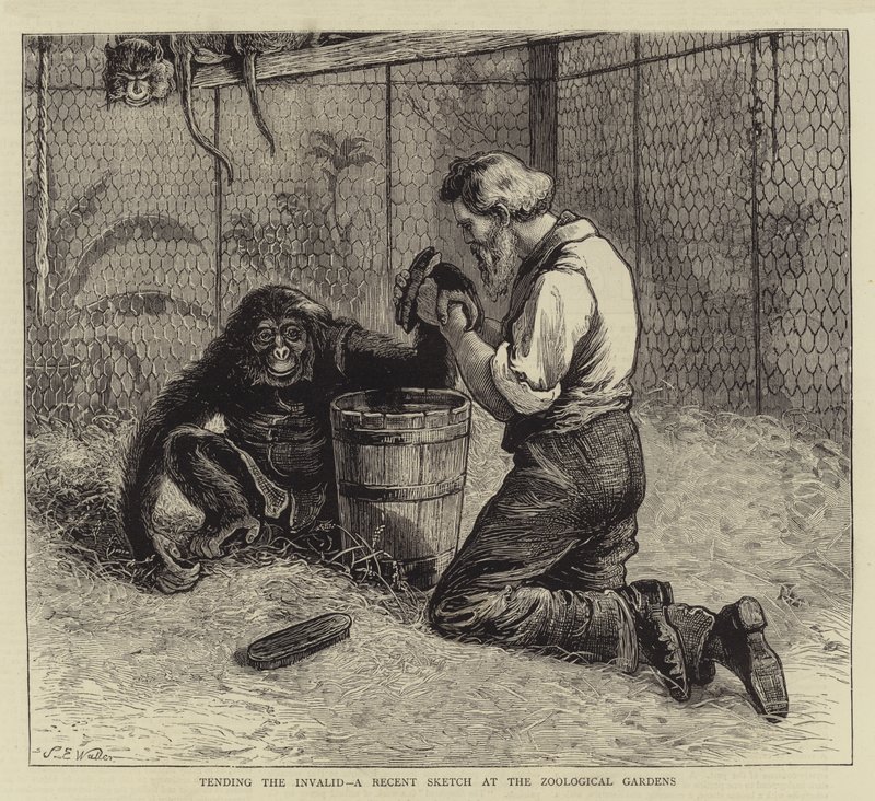 Cuidando do Inválido, um Esboço Recente no Jardim Zoológico de Samuel Edmund Waller