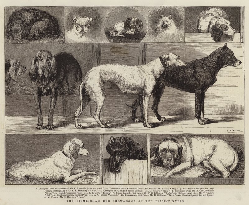 O Birmingham Dog Show, alguns dos vencedores do prêmio de Samuel Edmund Waller