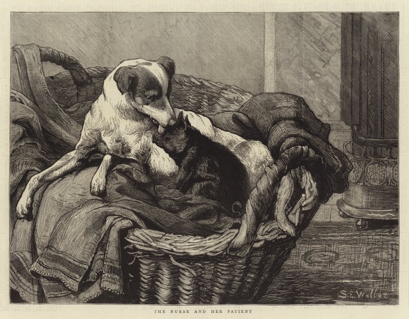 A enfermeira e seu paciente de Samuel Edmund Waller