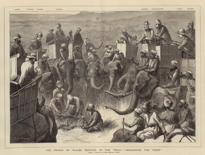O Príncipe de Gales caçando no Terai, Medindo o Tigre de Samuel Edmund Waller