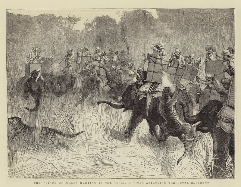 O Príncipe de Gales caçando no Terai, um Tigre atacando o Elefante Real de Samuel Edmund Waller