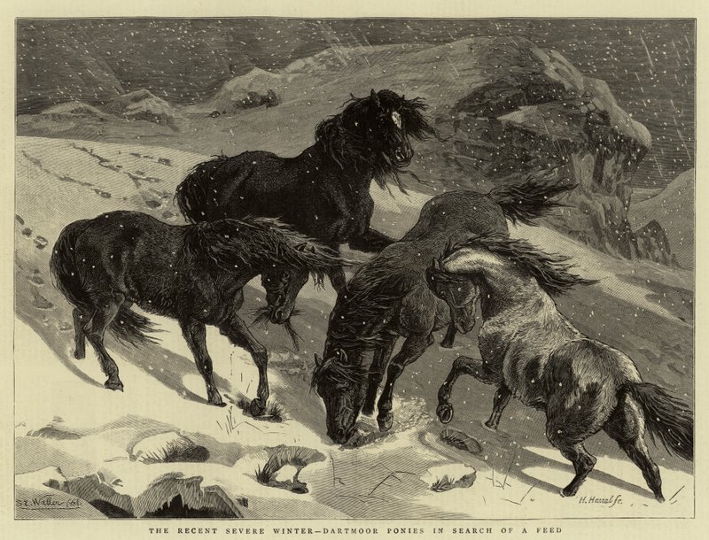 O recente inverno severo, pôneis Dartmoor em busca de um Feed de Samuel Edmund Waller
