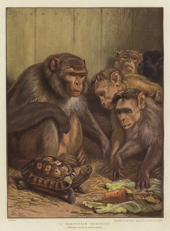 Uma questão darwinista (cromolito) de Samuel John Carter