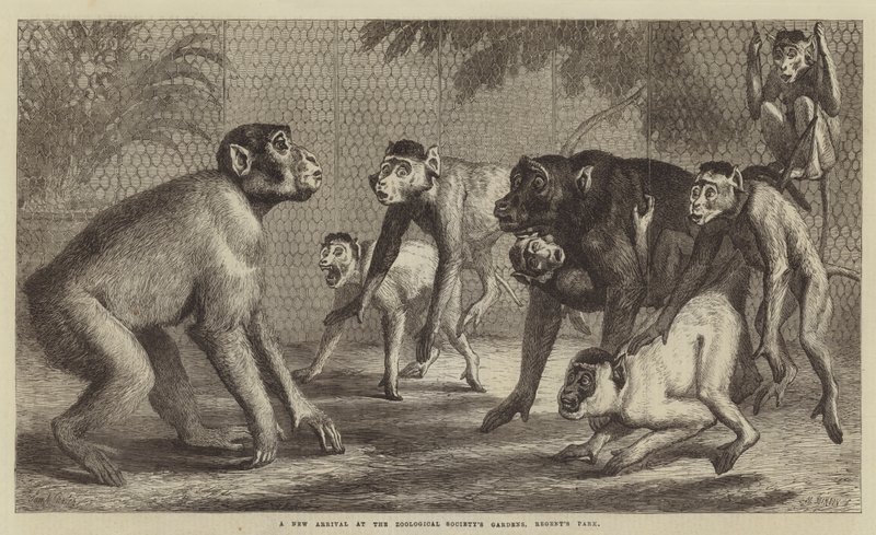 Uma nova chegada nos jardins da Sociedade Zoológica, Regent&39;s Park de Samuel John Carter