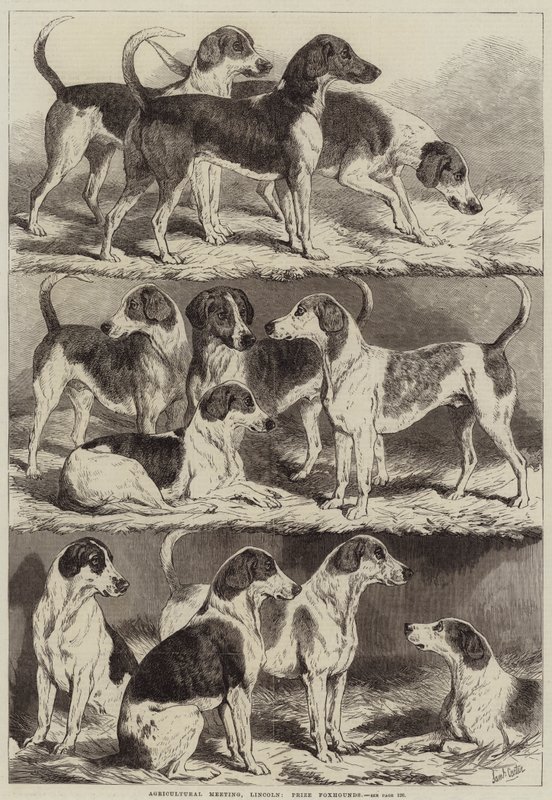 Reunião Agrícola, Lincoln, Prémio Foxhounds de Samuel John Carter