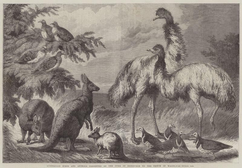 Aves e animais australianos apresentados pelo duque de Edimburgo ao Príncipe de Gales de Samuel John Carter