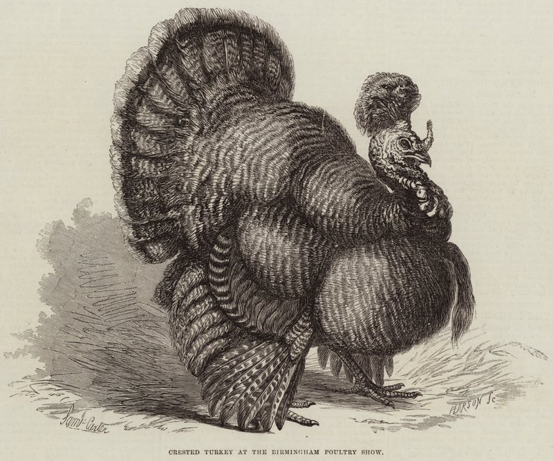 Turquia Crested no Show de aves de Birmingham de Samuel John Carter