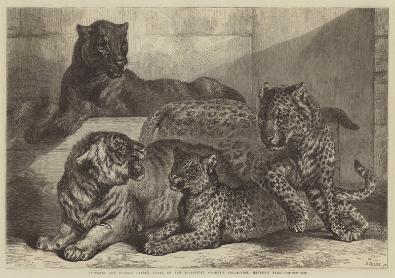 Leopardos e Tigresas recentemente adicionados à Coleção da Sociedade Zoológica, Regent&39;s Park de Samuel John Carter