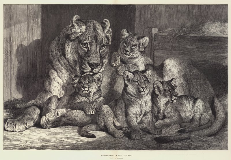 Leoa e filhotes de Samuel John Carter