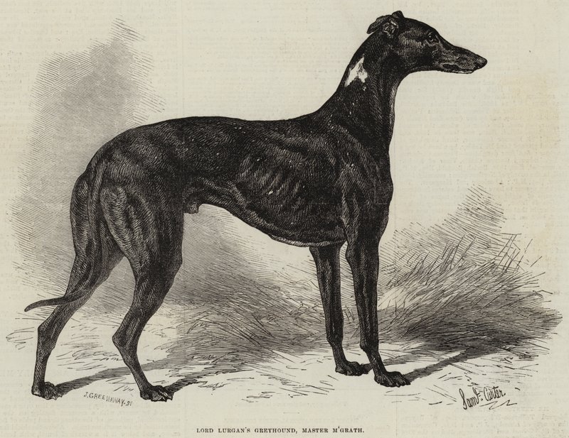 Greyhound de Lord Lurgan, Mestre M&39;Grath de Samuel John Carter