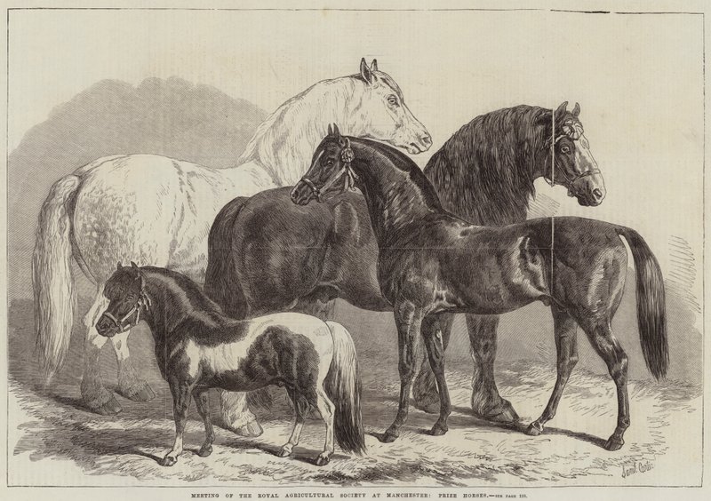 Reunião da Royal Agricultural Society em Manchester, Prize Horses de Samuel John Carter