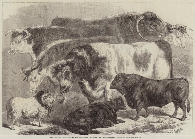 Reunião da Royal Agricultural Society em Manchester, Gado Prêmio de Samuel John Carter