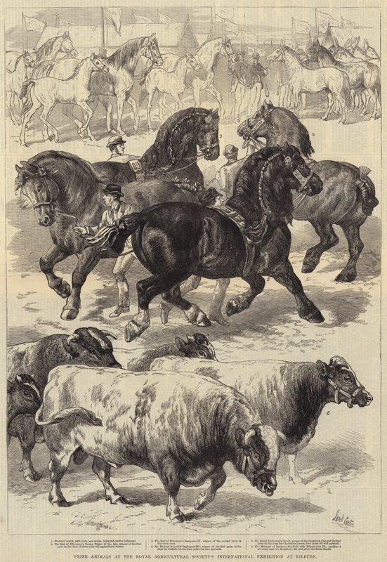 Prêmio Animais na Exposição Internacional da Royal Agricultural Society em Kilburn de Samuel John Carter