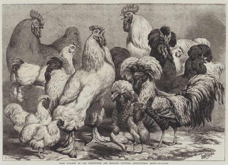 Prize poultry na mostra agricultural dos condados de Birmingham e de Midland de Samuel John Carter
