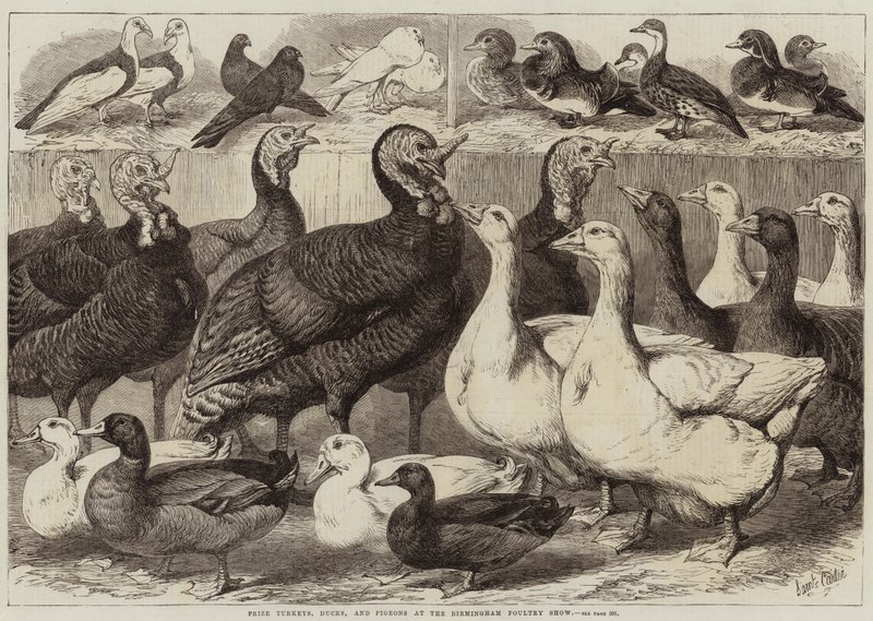 Prémio perus, patos e pombos no show de aves de Birmingham de Samuel John Carter