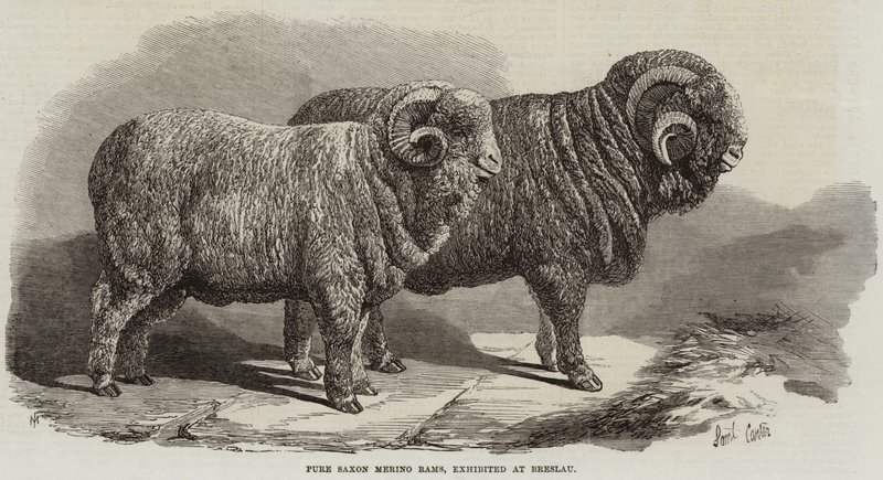 Merino Rams saxões puros, exibido em Breslau de Samuel John Carter