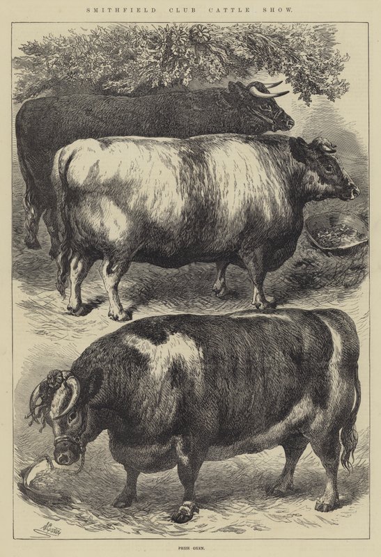 Mostra do gado do clube de Smithfield, prémio boi de Samuel John Carter
