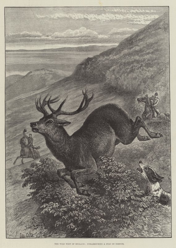 O oeste selvagem da Inglaterra, desfazendo um veado em Exmoor de Samuel John Carter
