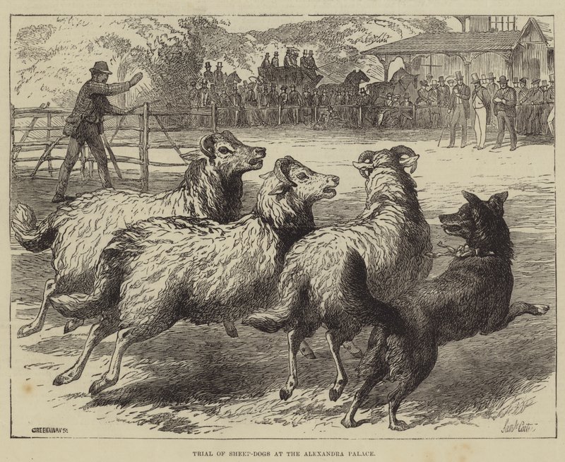 Julgamento de Sheep-Dogs no Alexandra Palace de Samuel John Carter