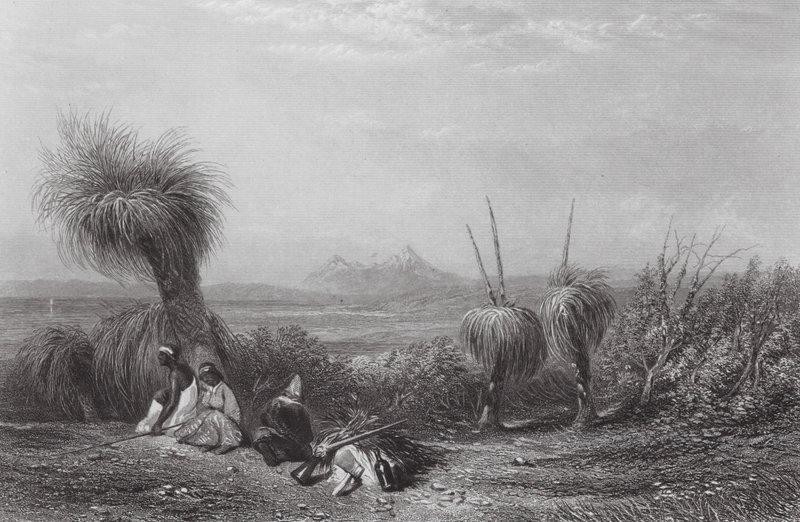 Austrália: Planícies de Grass Tree (gravura) de Samuel (after) Prout