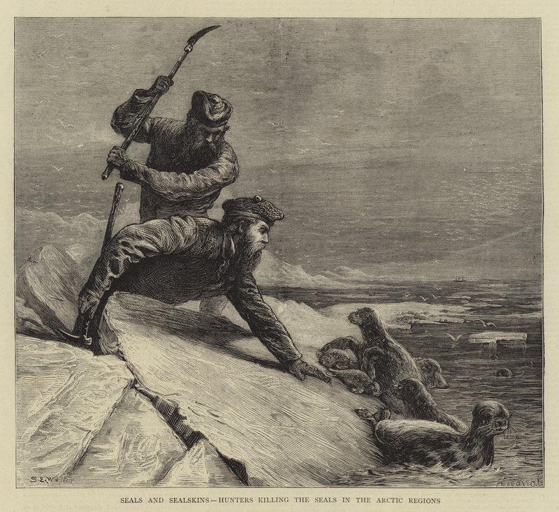 Focas e peles de foca, Caçadores matando os selos nas regiões árticas de Samuel Edmund Waller