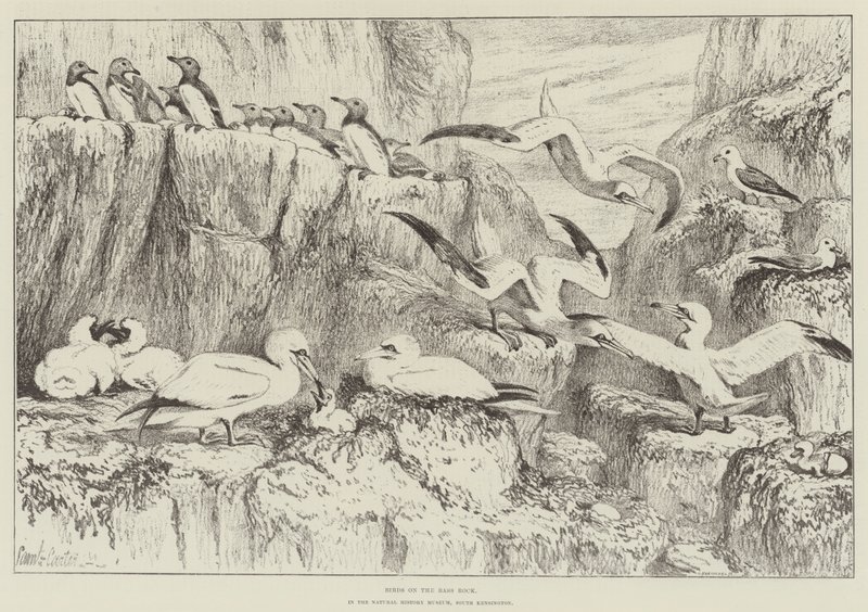 Pássaros no Bass Rock, no Museu de História Natural, South Kensington de Samuel John Carter