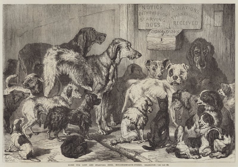Casa para cães perdidos e famintos, Hollingsworth-Street, Islington de Samuel John Carter