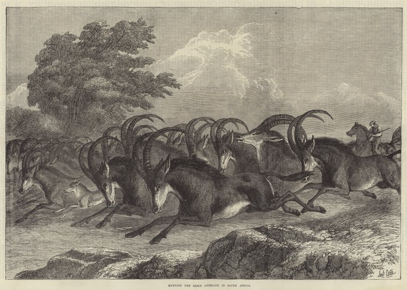 Caça ao Antílope Sable na África do Sul de Samuel John Carter