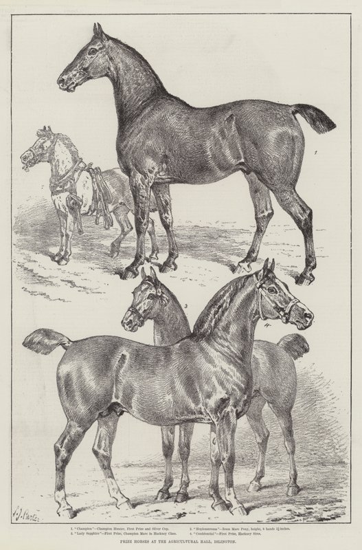 Prêmio cavalos no salão agrícola, Islington de Samuel John Carter