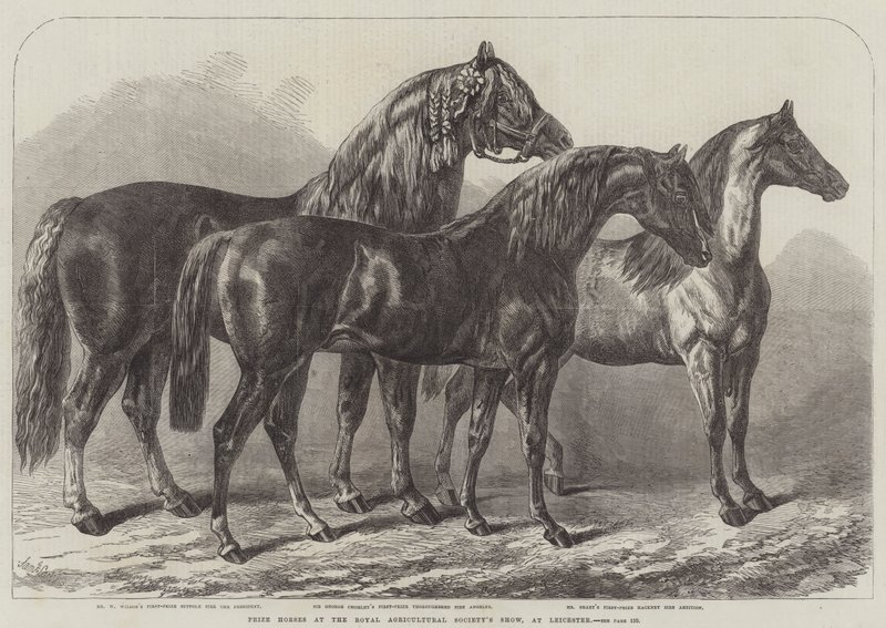 Prêmio cavalos na mostra da Royal Agricultural Society, em Leicester de Samuel John Carter